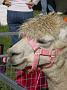 Ghinni-alpacas 026